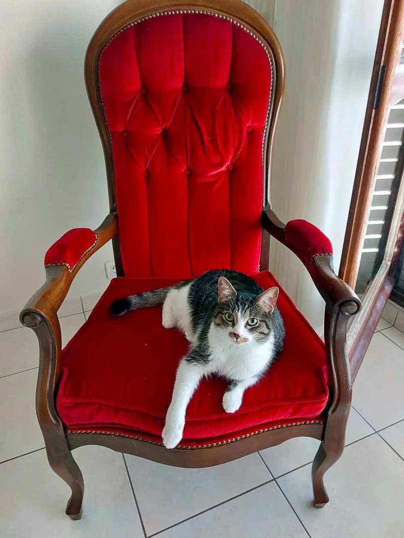 Clandestina "Nina", female European Shorthair for adoption at Le Regroupement Des Chats Perdus