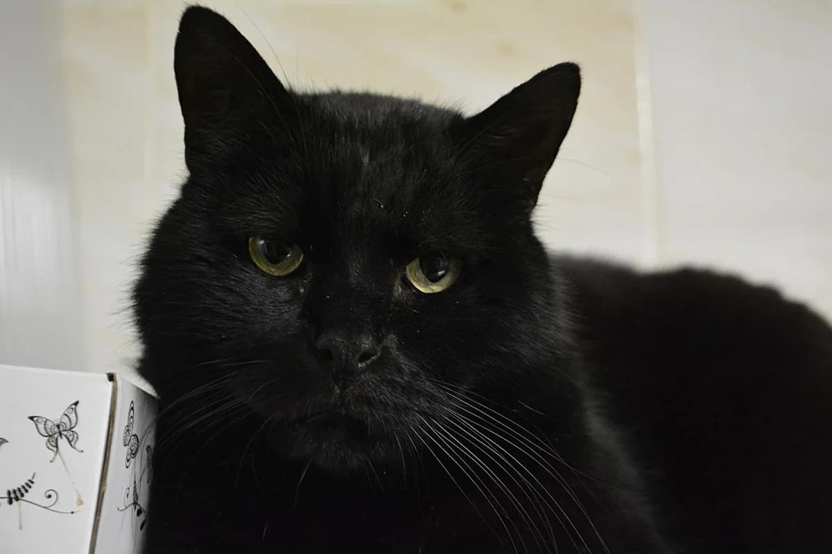 Coffee, Noir - Pelage : court Stérilisé Testé FI male senior European Shorthair for adoption at Le Regroupement Des Chats Perdus