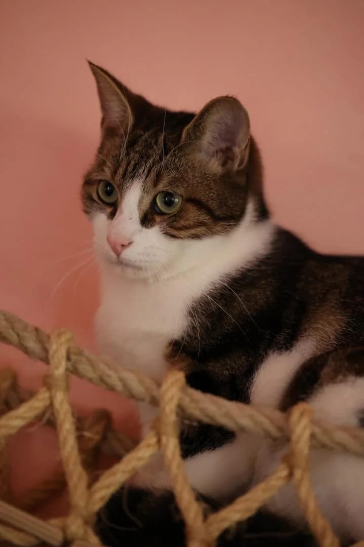 Coton, male European Shorthair for adoption at Le Regroupement Des Chats Perdus
