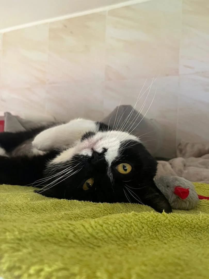 Domino, Noir et Blanc - Pelage : court Castré Te male 5yo European Shorthair for adoption at Le Regroupement Des Chats Perdus