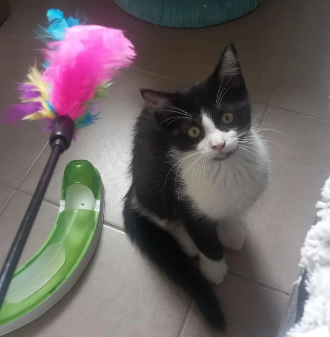 Eliotte, Noir et Blanc - Pelage : court Stérilisa female puppy European Shorthair for adoption at Le Regroupement Des Chats Perdus