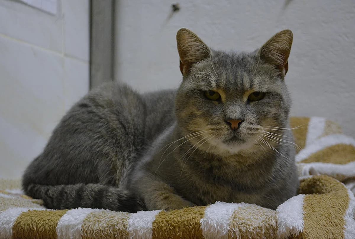 Enea, Tigrée gris - Pelage : court Stérilisée female 3yo European Shorthair for adoption at Le Regroupement Des Chats Perdus