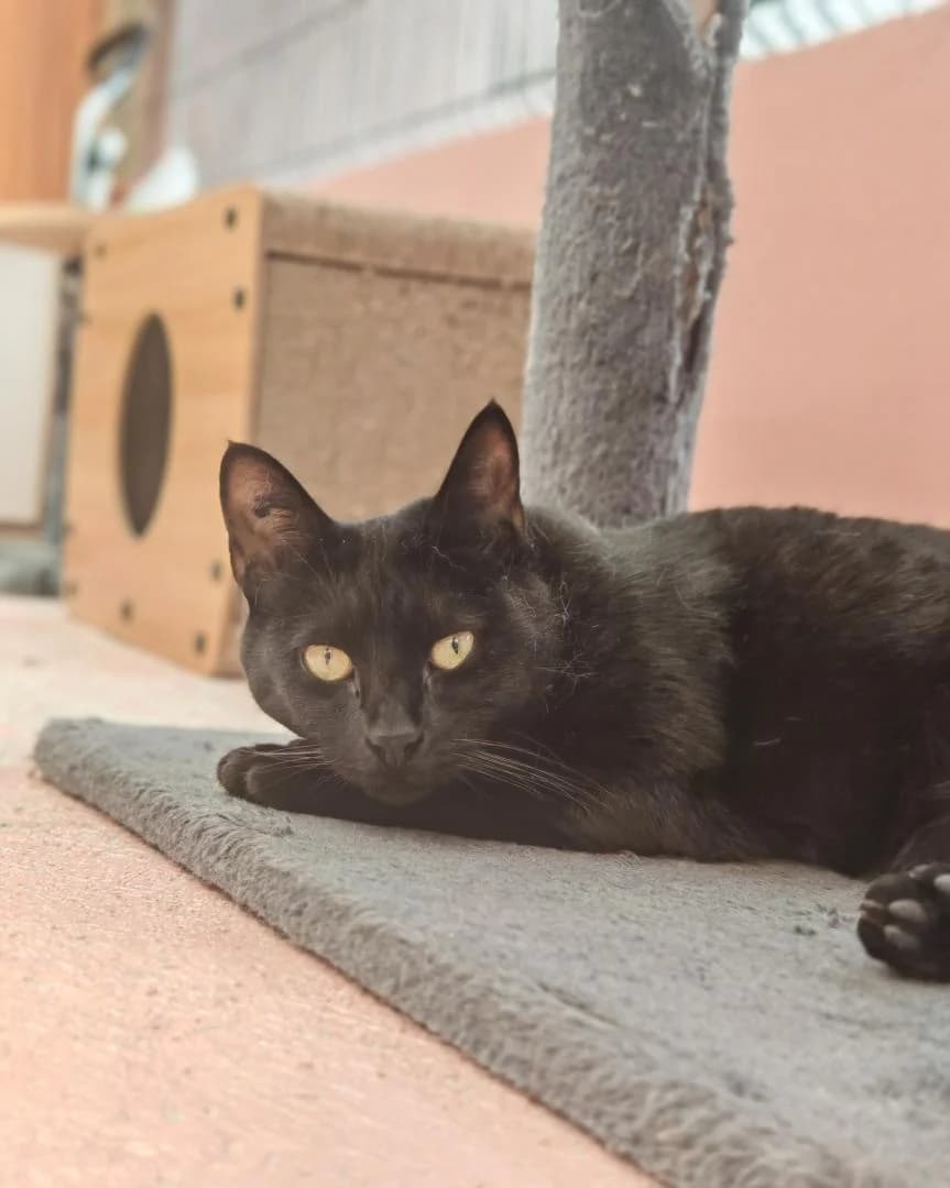 Flora, female European Shorthair for adoption at Le Regroupement Des Chats Perdus