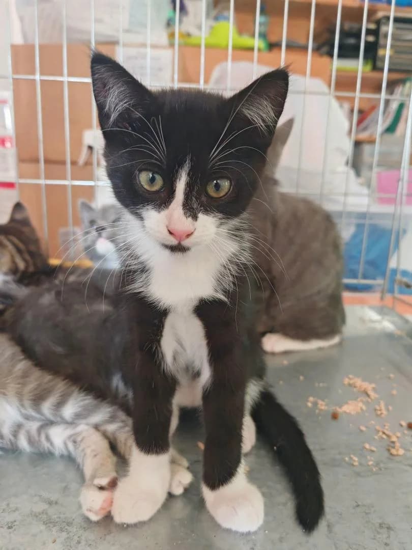 Gina, Noir et Blanc - Pelage : court Stérilisa female puppy European Shorthair for adoption at Le Regroupement Des Chats Perdus