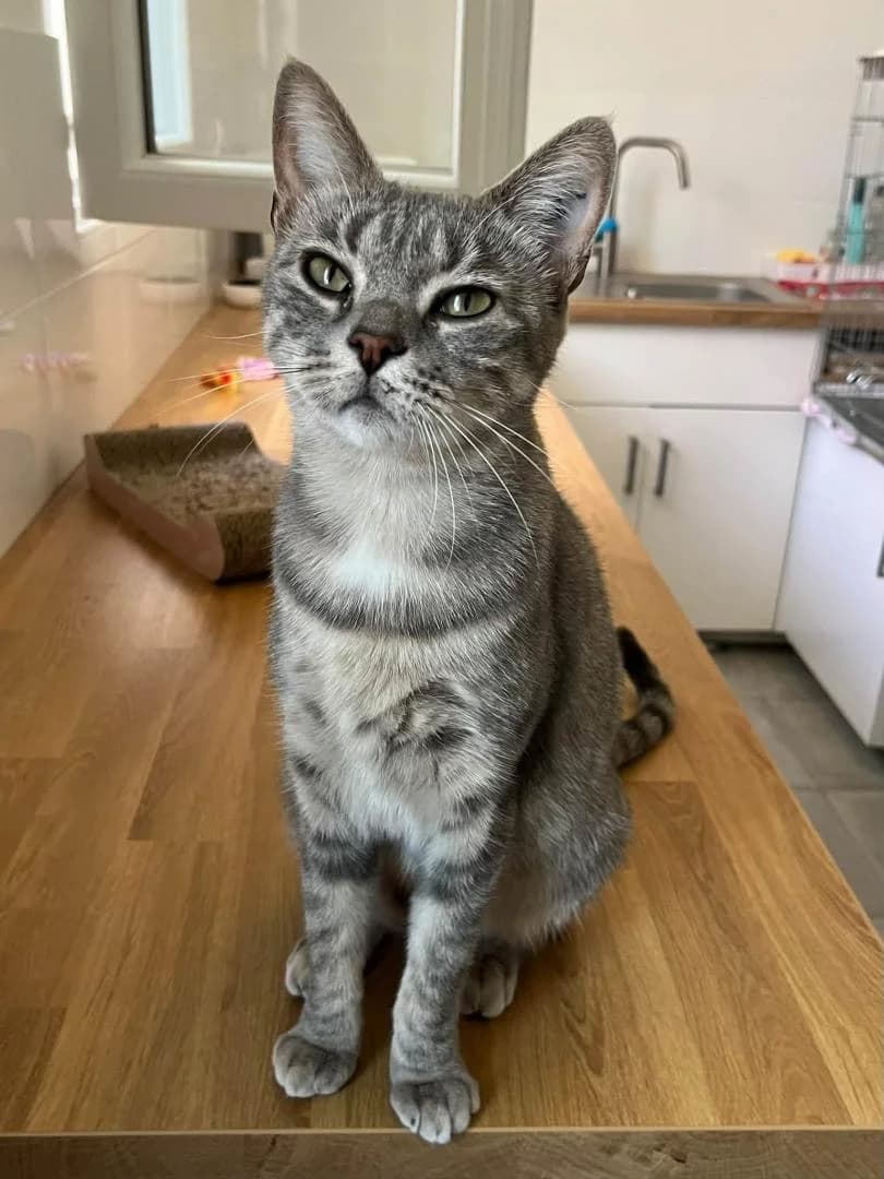 Gribouille, Blue mackerel tabby - Pelage : court Sté female young European Shorthair for adoption at Le Regroupement Des Chats Perdus