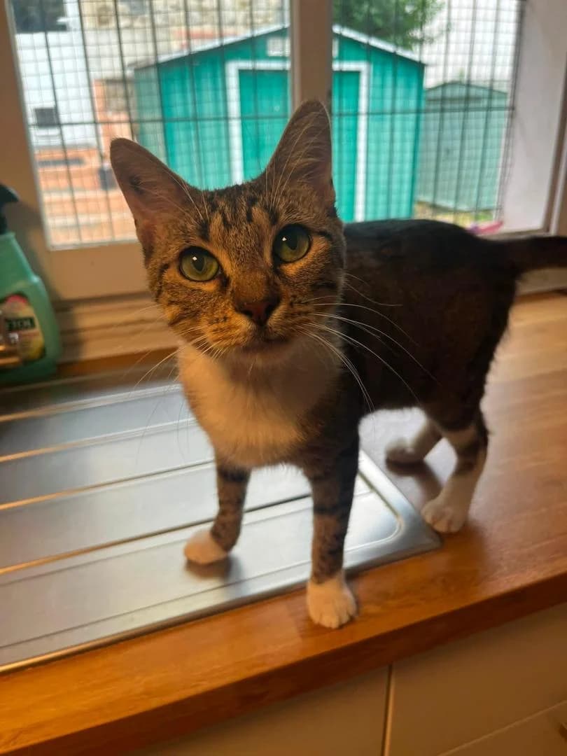 Harmonie, Brown mackerel tabby et blanc - Pelage : female 5yo European Shorthair for adoption at Le Regroupement Des Chats Perdus