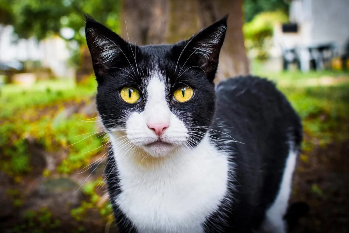Iris, female European Shorthair for adoption at Le Regroupement Des Chats Perdus