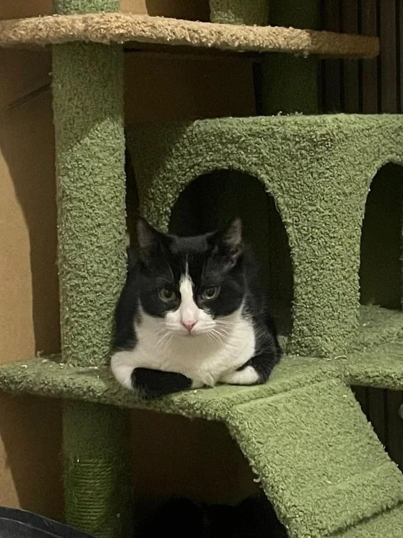 Kiba, Noir et blanc - Pelage : court Castratio male puppy European Shorthair for adoption at Le Regroupement Des Chats Perdus
