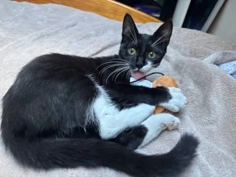 Lady Athena, Noire et blanche - Pelage : court Stéril female puppy European Shorthair for adoption at Le Regroupement Des Chats Perdus