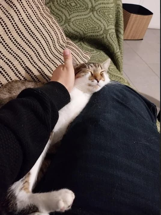 Litchi, male European Shorthair for adoption at Le Regroupement Des Chats Perdus