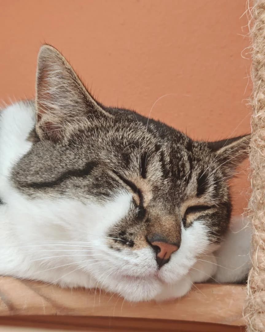 Luminée, female European Shorthair for adoption at Le Regroupement Des Chats Perdus