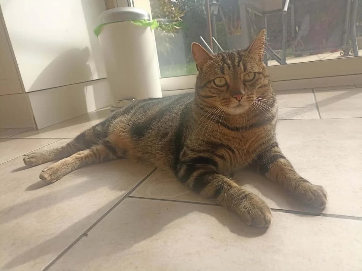 Miel, Brown blotched tabby - Pelage : court Ca male young European Shorthair for adoption at Le Regroupement Des Chats Perdus