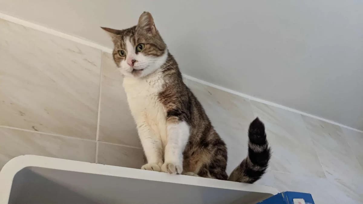 Mistsouko, male European Shorthair for adoption at Le Regroupement Des Chats Perdus