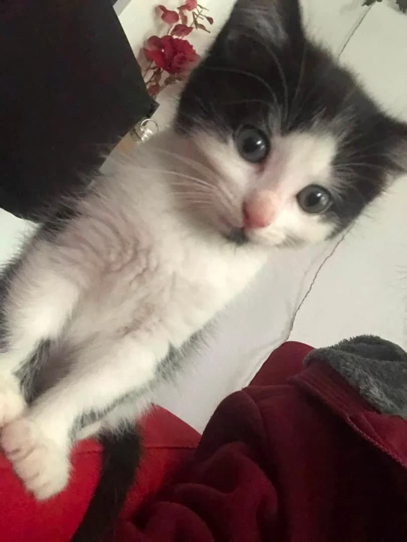 My Melody, Noir et blanc - Pelage : court Stérilisa female puppy European Shorthair for adoption at Le Regroupement Des Chats Perdus