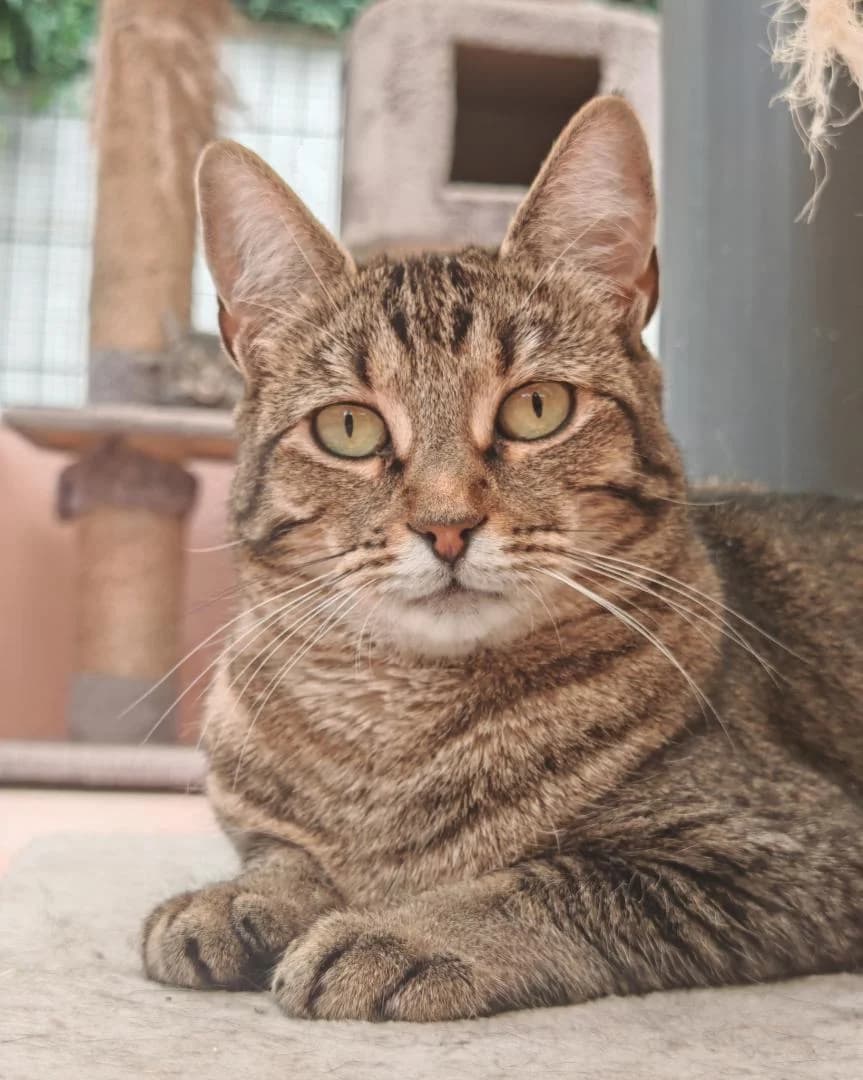 Nalani, female European Shorthair for adoption at Le Regroupement Des Chats Perdus