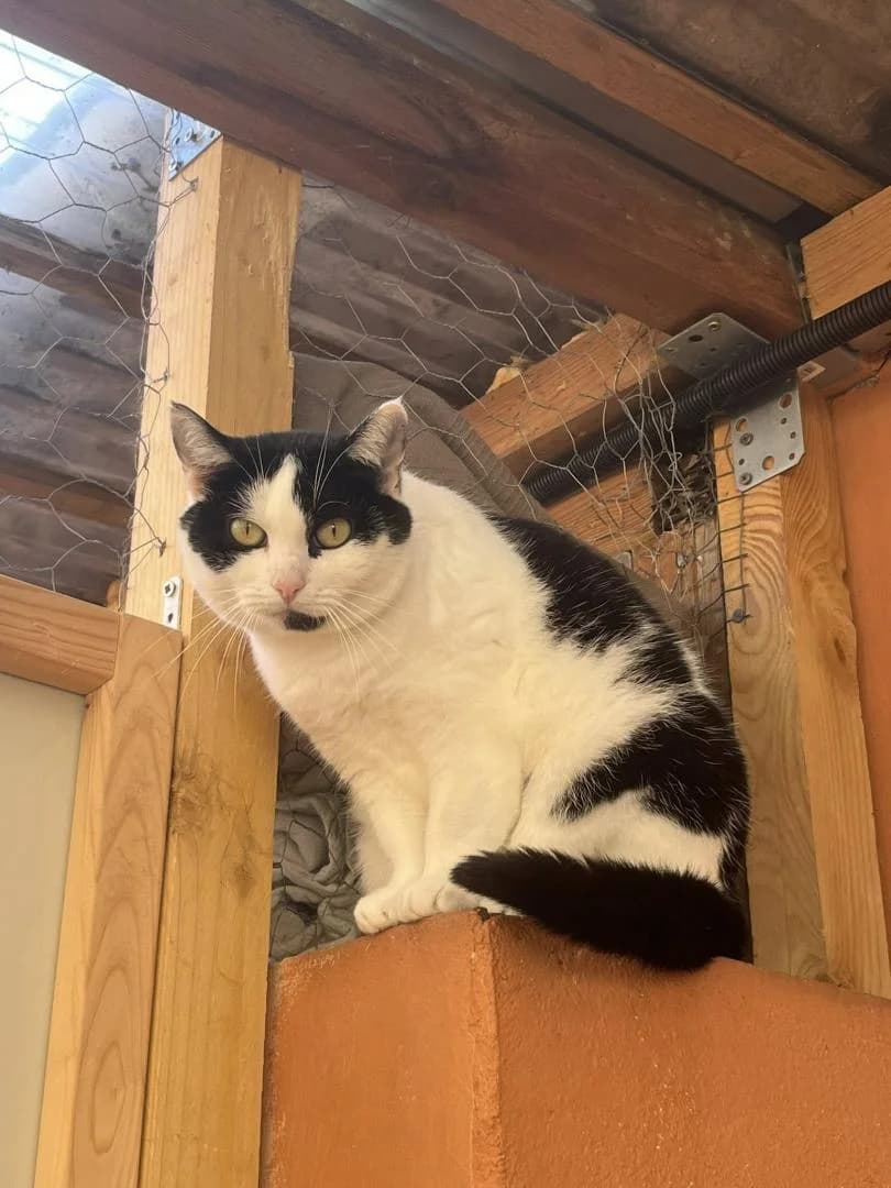 Neya, female European Shorthair for adoption at Le Regroupement Des Chats Perdus