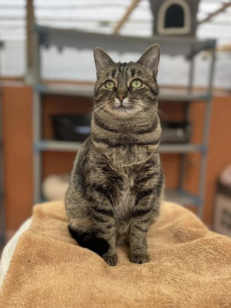 Pilette, Brown mackerel tabby - Pelage : court St female 3yo European Shorthair for adoption at Le Regroupement Des Chats Perdus