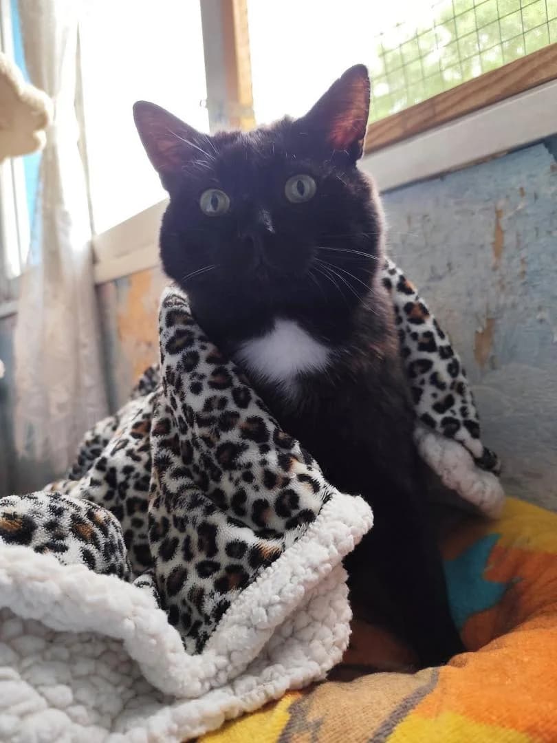 Pinceau, Noir et Blanc - Pelage : court Castré Te male 4yo European Shorthair for adoption at Le Regroupement Des Chats Perdus