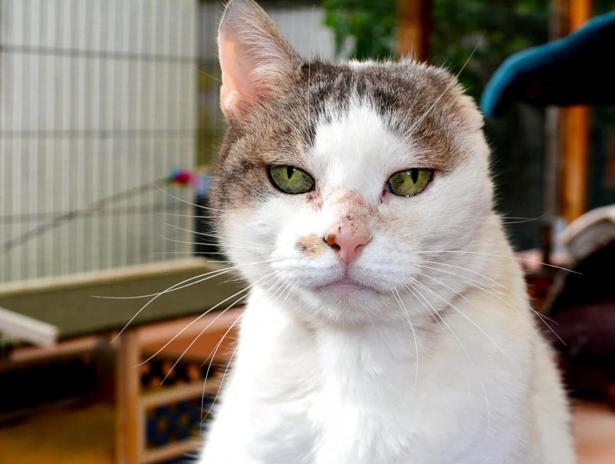 Rigolette, Blanche et tigrée grise - Pelage : court female senior European Shorthair for adoption at Le Regroupement Des Chats Perdus