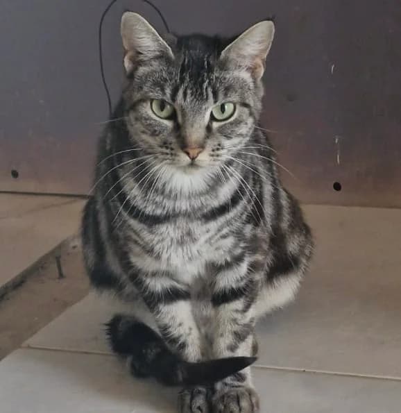 Sedna, female European Shorthair for adoption at Le Regroupement Des Chats Perdus