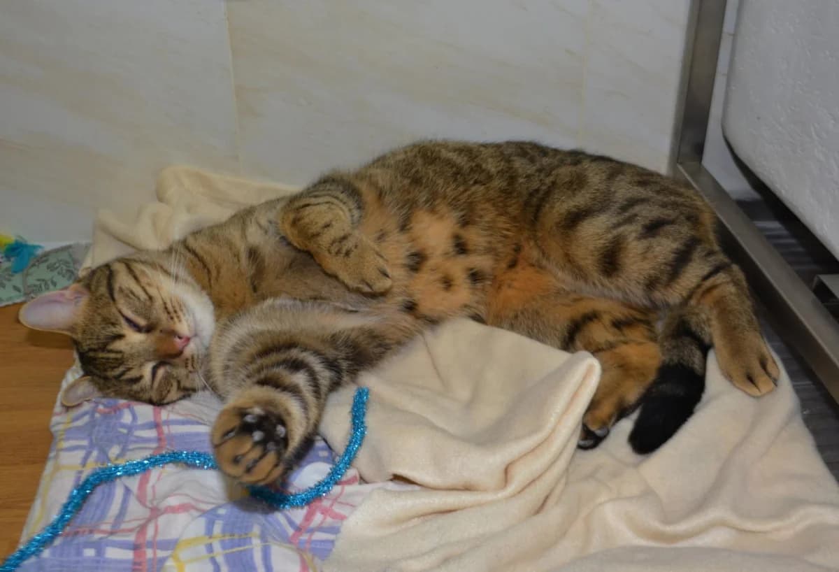 Simba, male European Shorthair for adoption at Le Regroupement Des Chats Perdus