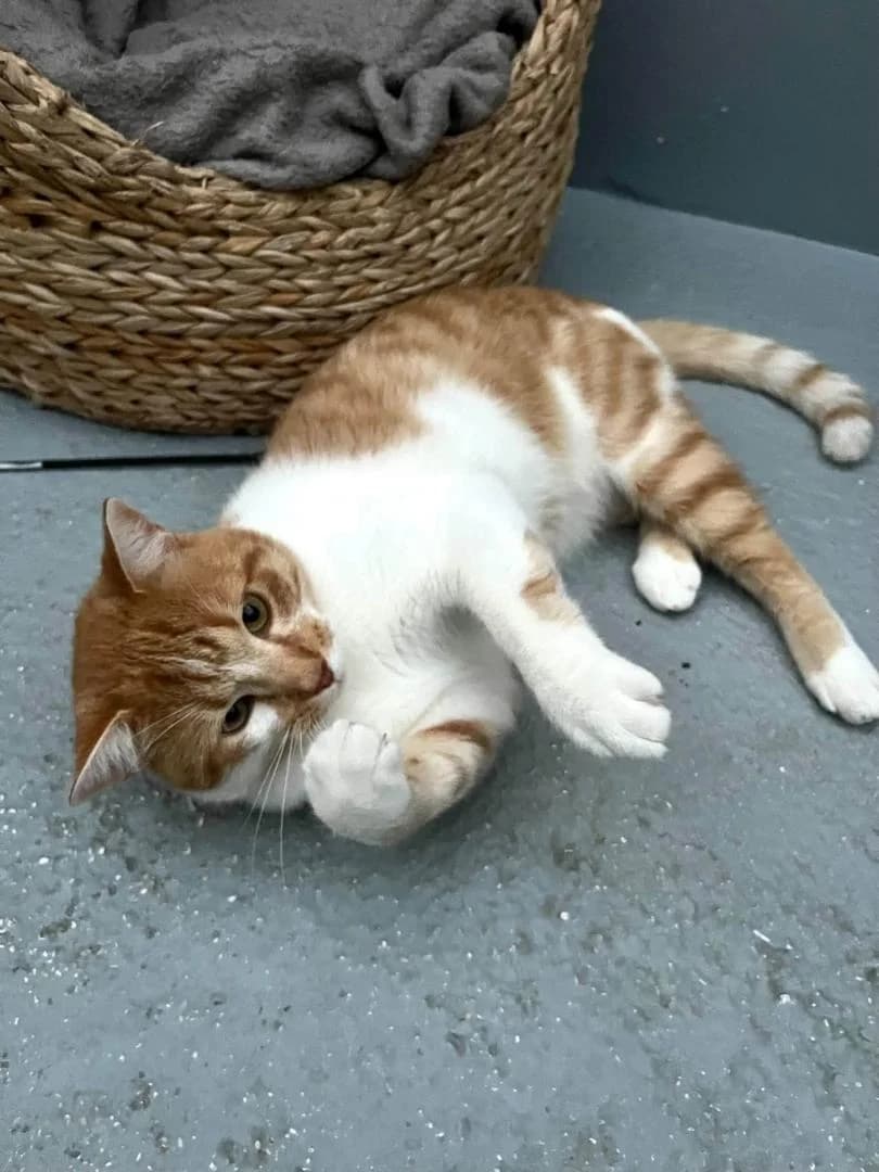 Sunny, Roux et blanc - Pelage : court CastrΓ© Te male young European Shorthair for adoption at Le Regroupement Des Chats Perdus