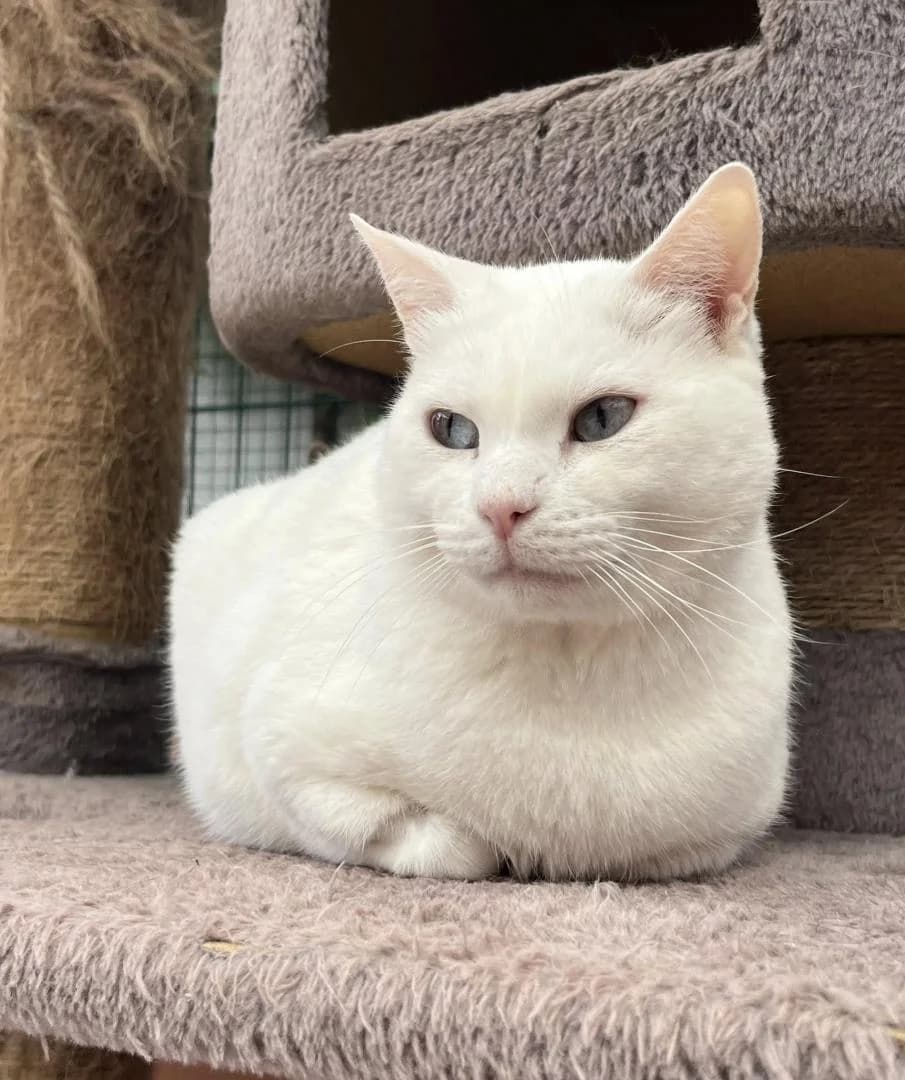 Witch, Blanc - Pelage : court Castré Test FIV ( male 6yo European Shorthair for adoption at Le Regroupement Des Chats Perdus