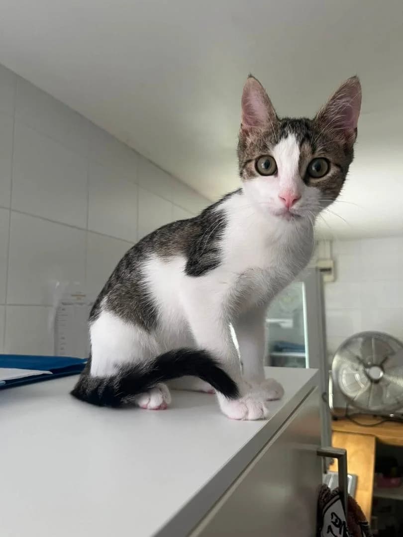 Yukan, Brown mackerel tabby et blanc - Pelage : male puppy European Shorthair for adoption at Le Regroupement Des Chats Perdus