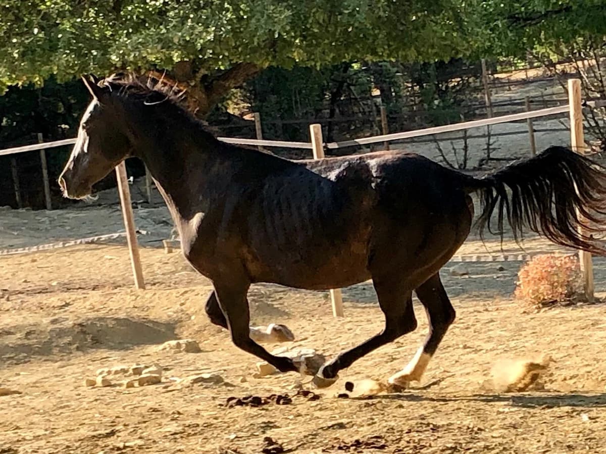 ABERQUINA, female senior Mixed Breed for adoption at Refuge Cheval
