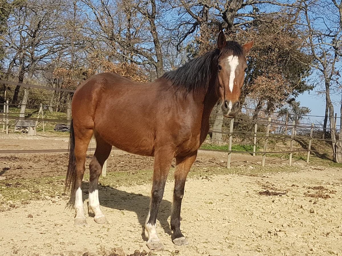 AGUARO, male senior Mixed Breed for adoption at Refuge Cheval