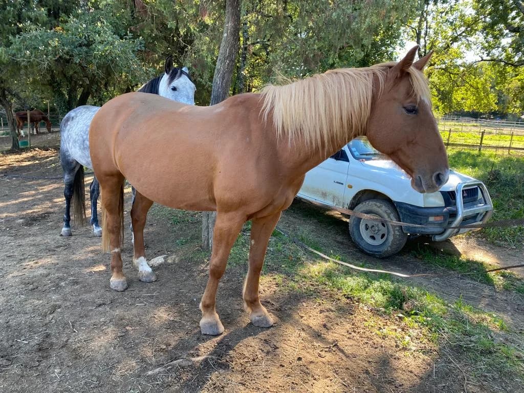ALIZEE, female senior Mixed Breed for adoption at Refuge Cheval
