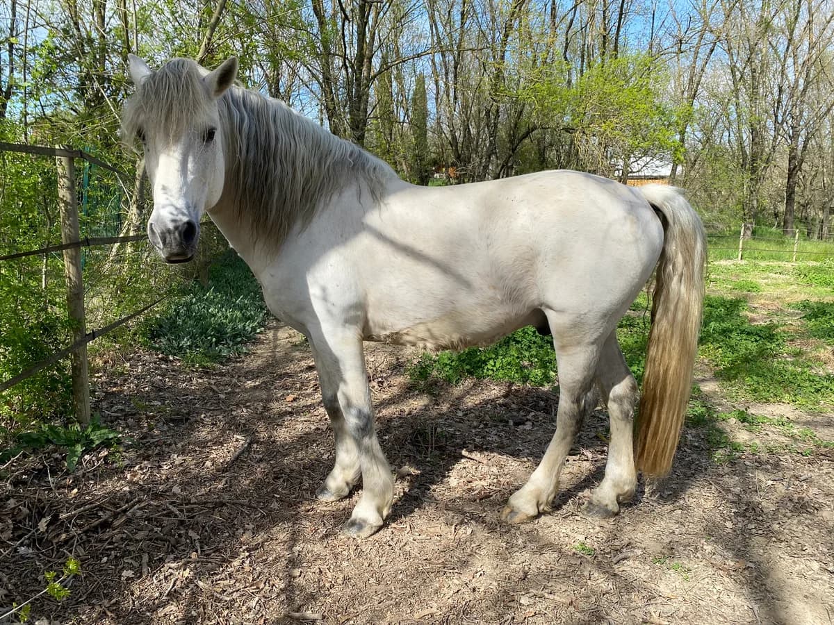 ANKO, male senior Mixed Breed for adoption at Refuge Cheval