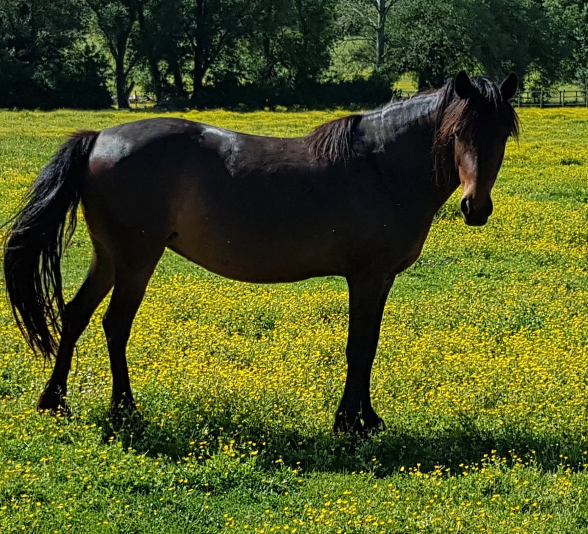 ARRIS, female senior Mixed Breed for adoption at Refuge Cheval
