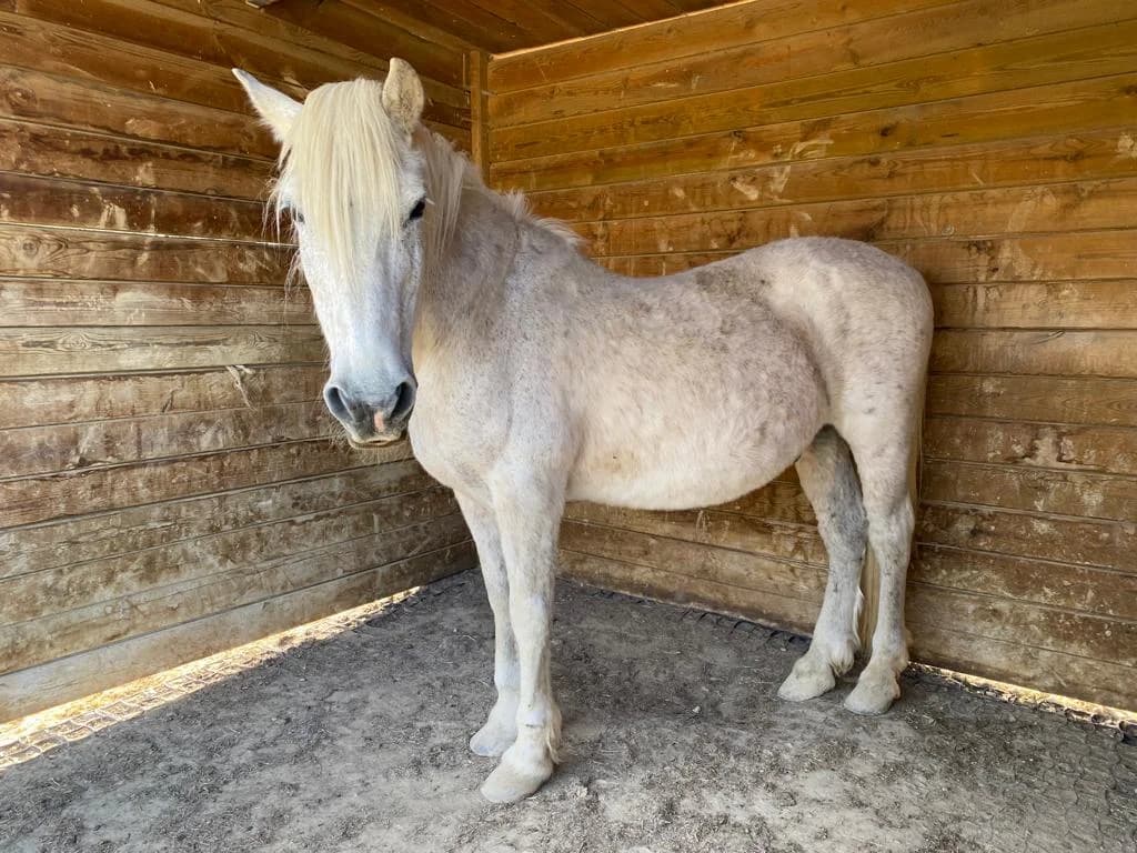 ARTHUR, male senior Mixed Breed for adoption at Refuge Cheval