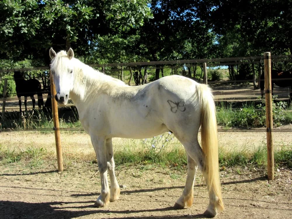 BAMBY, male senior Mixed Breed for adoption at Refuge Cheval