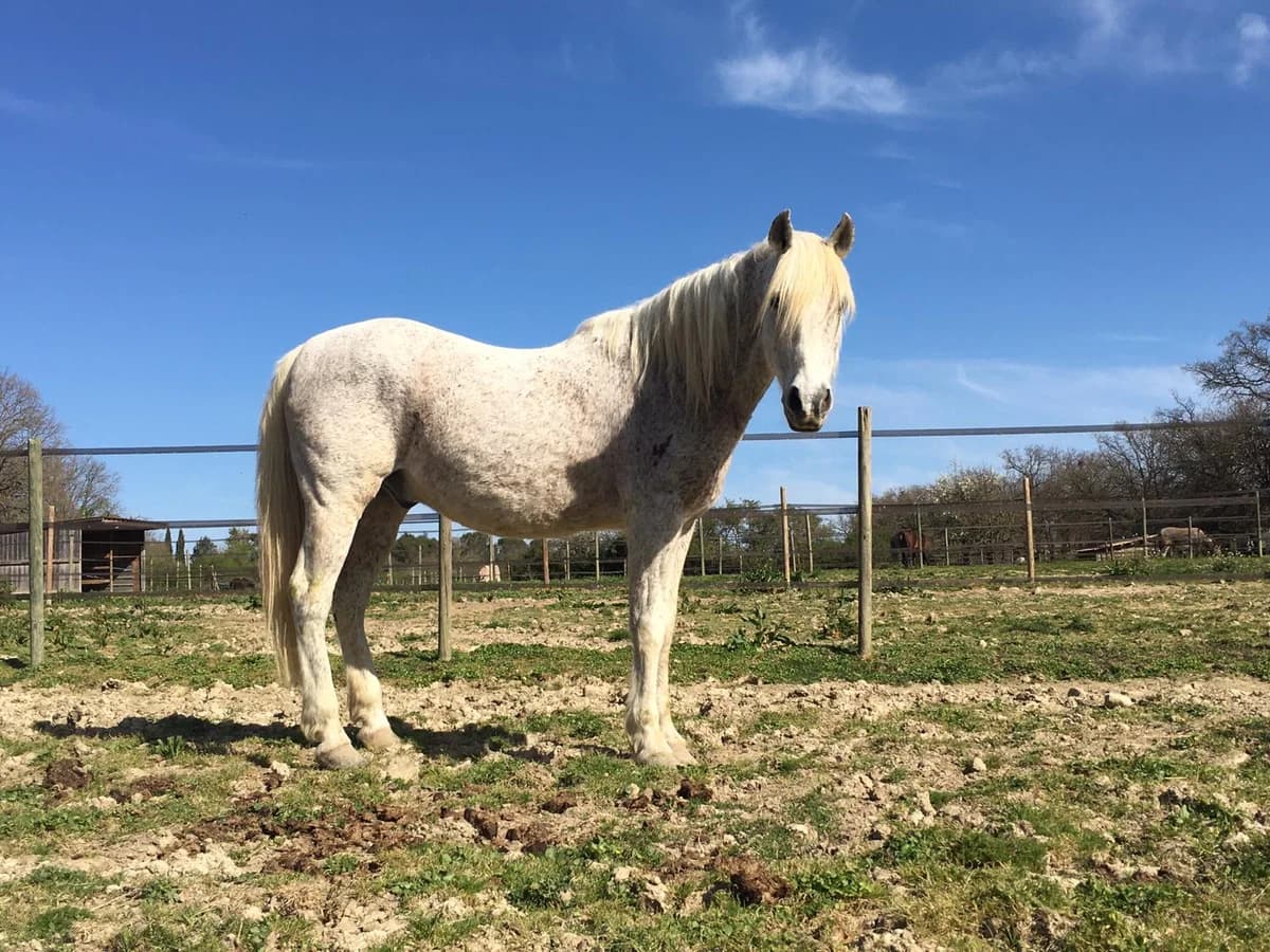BARCA, male senior Mixed Breed for adoption at Refuge Cheval