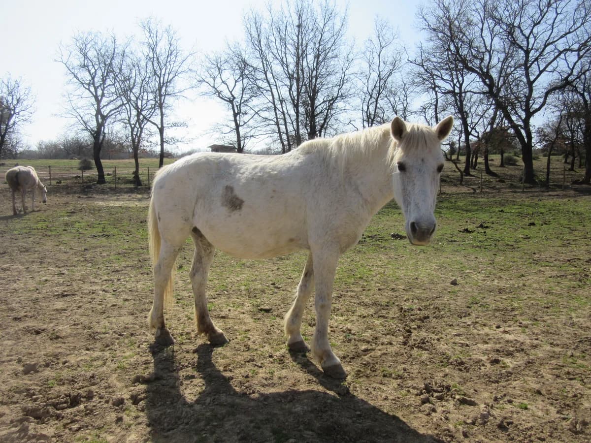 BEAUTE, female senior Mixed Breed for adoption at Refuge Cheval