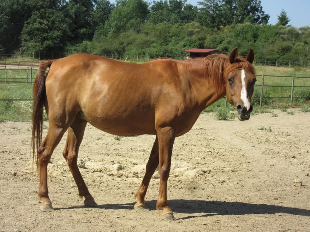 BISHARA, female senior Mixed Breed for adoption at Refuge Cheval