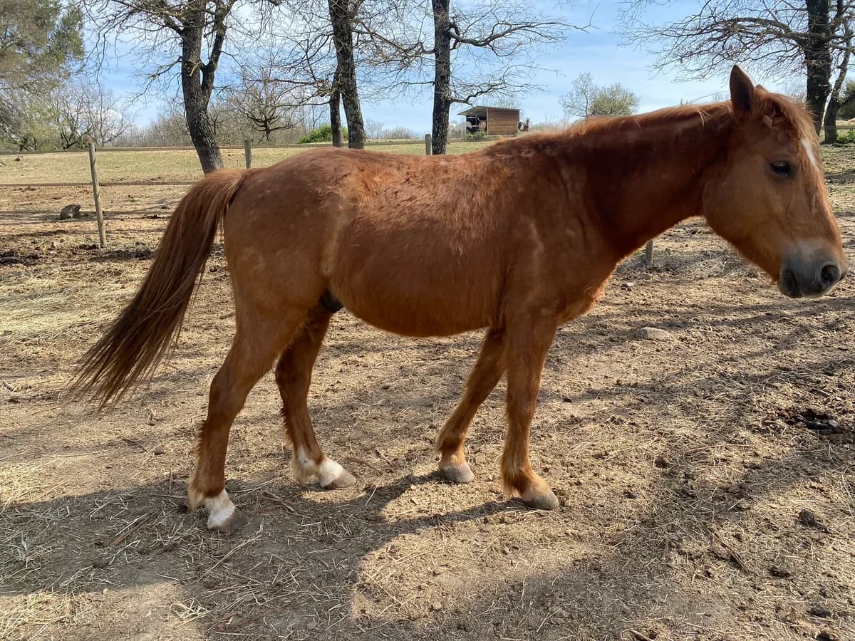 CANAILLE, male senior Mixed Breed for adoption at Refuge Cheval
