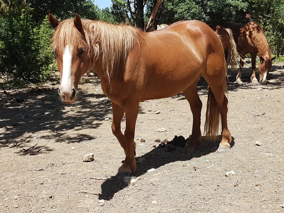 DEVINETTE, female senior Mixed Breed for adoption at Refuge Cheval
