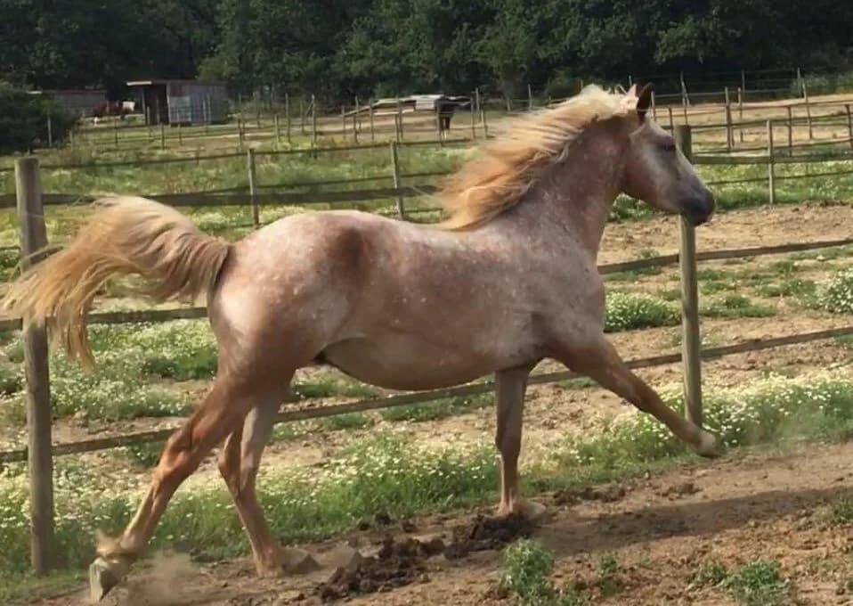 GAILLARD, male senior Mixed Breed for adoption at Refuge Cheval