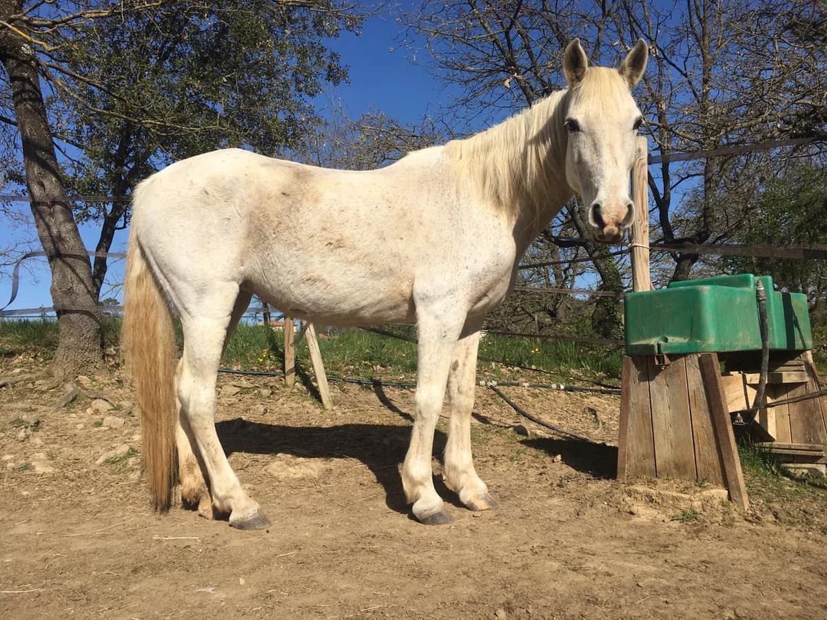 GOFRANE, female senior Mixed Breed for adoption at Refuge Cheval