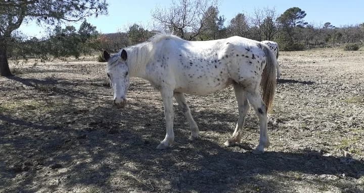 GRIOTTE, female senior Mixed Breed for adoption at Refuge Cheval