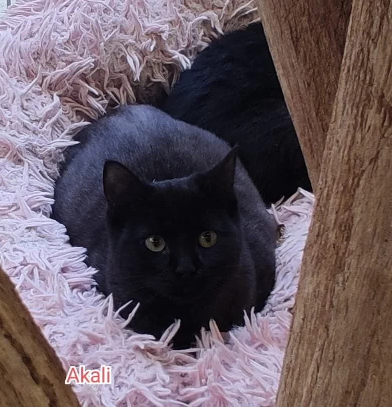 akali, female young Mixed Breed for adoption at Refuge de Figeac (MASAQ)