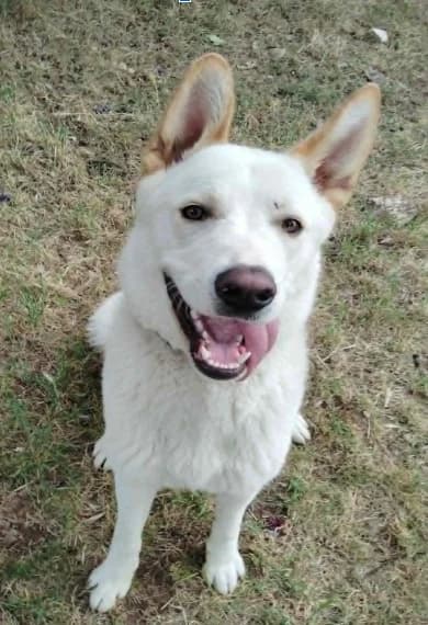 akito, male young Mixed Breed for adoption at Refuge de Figeac (MASAQ)