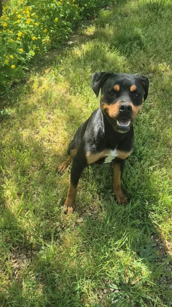altai, male young Mixed Breed for adoption at Refuge de Figeac (MASAQ)