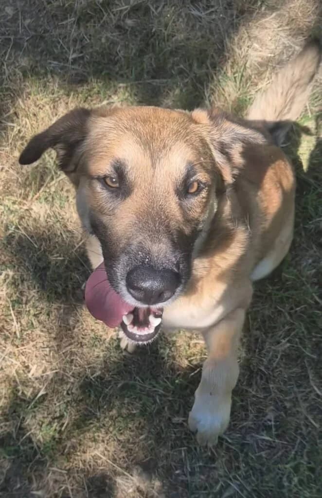 amity, female young Mixed Breed for adoption at Refuge de Figeac (MASAQ)