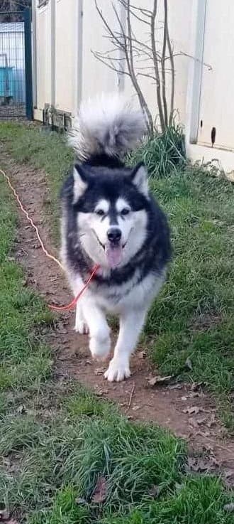 anooka, female senior Mixed Breed for adoption at Refuge de Figeac (MASAQ)