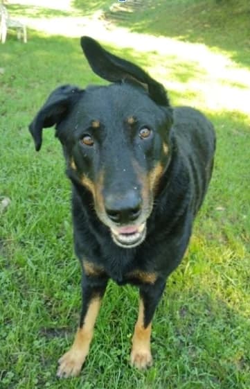 dembo, male senior Mixed Breed for adoption at Refuge de Figeac (MASAQ)