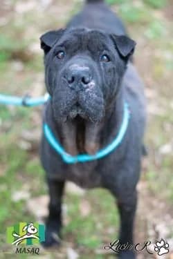jango, male senior Mixed Breed for adoption at Refuge de Figeac (MASAQ)